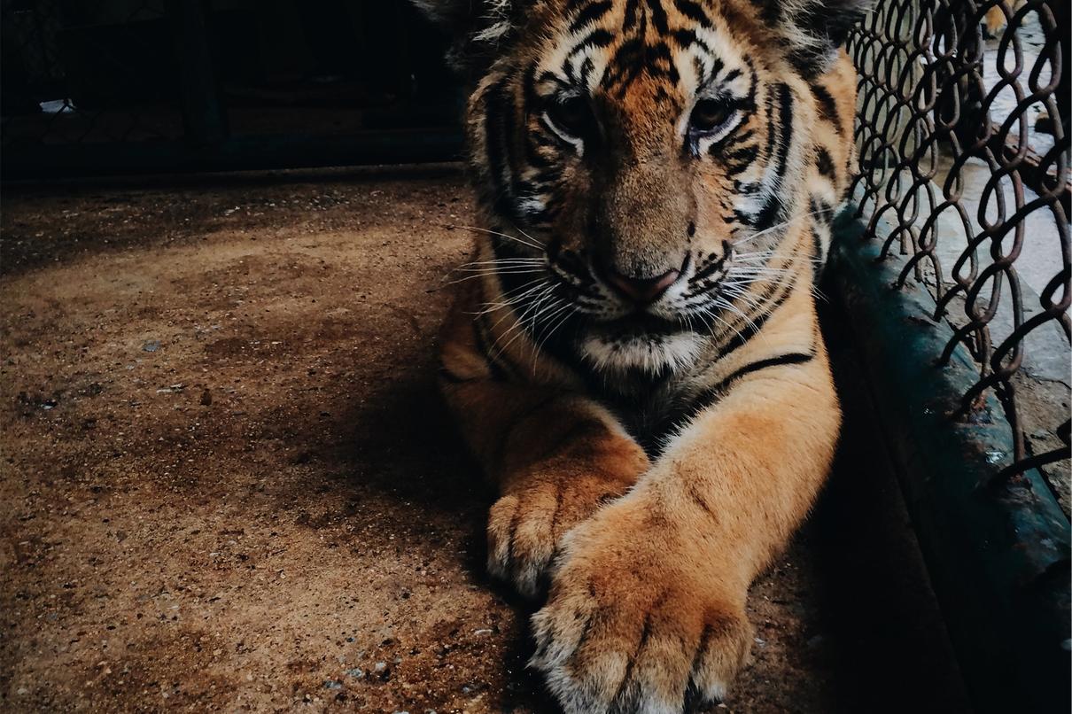 Amet reiciendis omnis incidunt